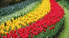 Benelux körút - sajt, tulipán, fapapucs 