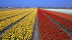 Benelux körút - sajt, tulipán, fapapucs 
