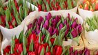 Hétvége Amszterdamban holland tulipánok