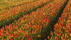 Hétvége Amszterdamban tulipán farm