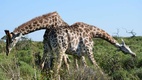 Körutazás Dél-Afrikában, szafarival a Pilanesberg Nemzeti Parkban és pihenéssel Durbanban 