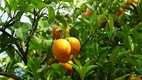Mandarin szüret Dalmáciában Dubrovniki kirándulással 