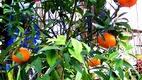Mandarin szüret Dalmáciában Dubrovniki kirándulással 
