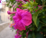 Virág