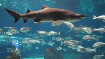 Barcelona óceáneáriuma: L'aquarium és a Táncoló szökőkút